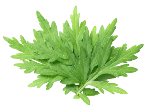 Mugwort
