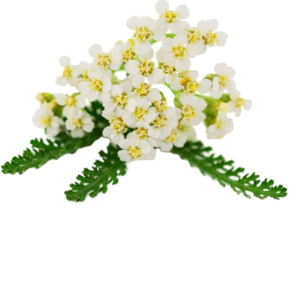 Yarrow